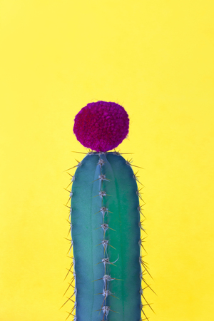 Turquoise green cactus with yellow backgroundの写真素材