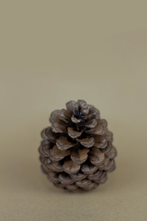 Brown pine cone on brown paper backgroundの写真素材