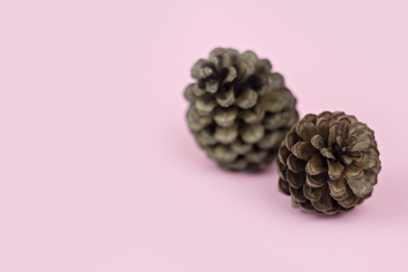 Brown pine cone on pastel pink paper backgroundの写真素材