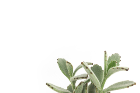 Panda plant succulent on clear white backgroundの写真素材