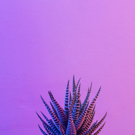 Pastel neon blue and pink light paint on cactusの写真素材