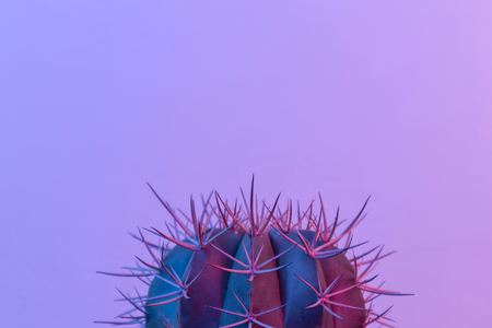 Pastel neon blue and pink light paint on cactusの写真素材