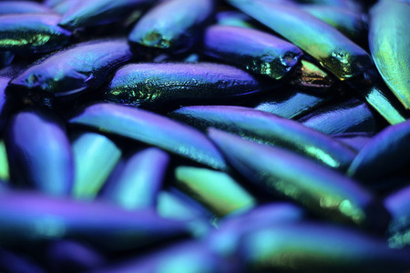 Blurry abstract green turquoise blue iridescent jewelry beetle wings pattern backgroundの写真素材