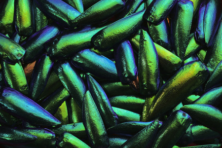 Abstract green turquoise blue iridescent jewelry beetle wings pattern backgroundの写真素材