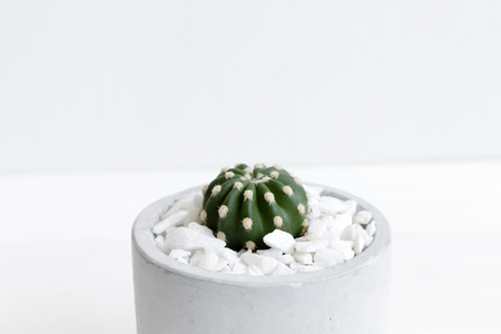 Minimal white theme small cute cactus in cement potsの写真素材