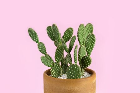 Green cactus with yellow polka dot pattern houseplant in pot on pastel pink background photographyの写真素材