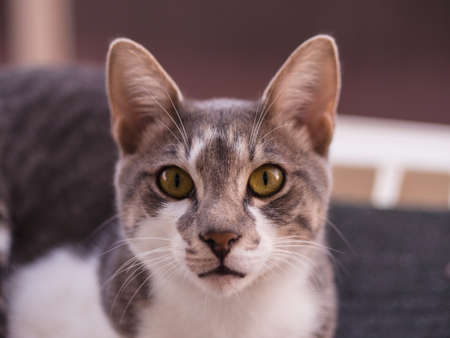 Feral cat close up.