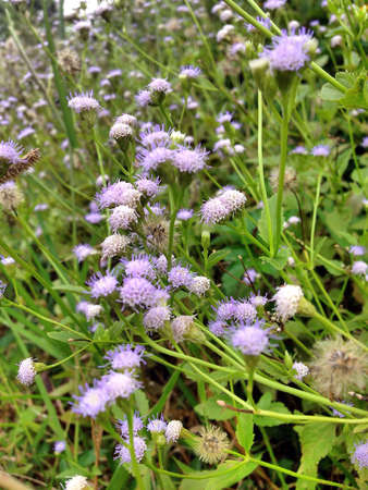 The beauty of natureの素材