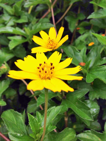 The beauty of natureの素材