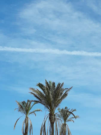 three palm trees texture and plane trail with a blue sky background. minimal concept, minimalismの写真素材