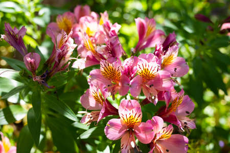 Yellow and pink violets, Common Violet, Viola tricolor with green and fresh background with sun reflectionsの写真素材