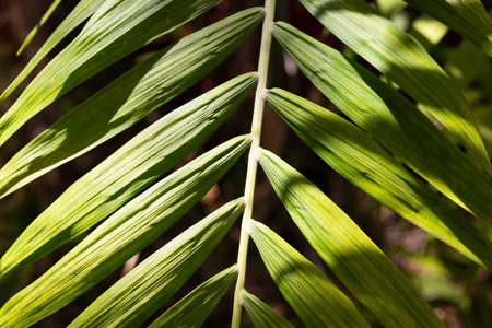 Green tropical palm leaves texture on dark backdrop with sun reflectionsの写真素材