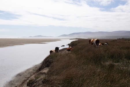 beautiful landscape with no constructions, nature and beach scene. Cows grazing freely and lying on the shore. ChiloÃ©, Chilean Patagoniaの写真素材