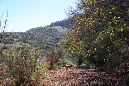 dog walking along a path with autumn leaves in the middle of a forest with a blue sky in the backgroundの写真素材
