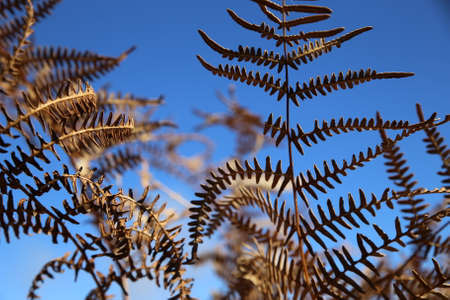 fern leaves in Autumn with a blue sky background and leaves in brown textureの写真素材