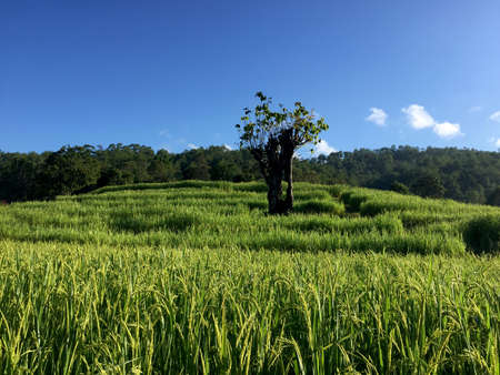 green terraced field with a large tree in the middle. blue sky and tropical forest backgroundの写真素材