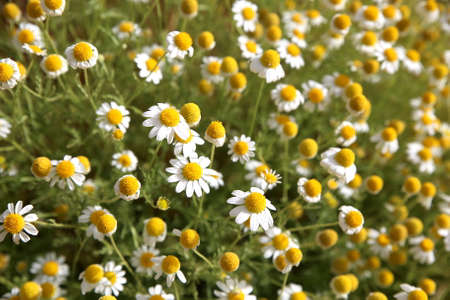 Daisy flower field background with nice summer sunlightの写真素材