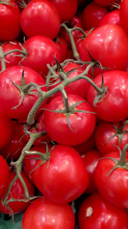 Background of red tomatoes in branch with green stems. close-up of fresh tomatoes. Vertical pictureの写真素材
