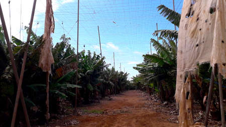 banana plantation. Banana garden in Canary Islands. Greenhouseの写真素材