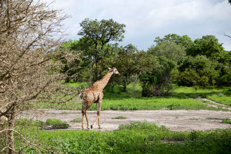 giraffe walking in the middle of an African Wildlife reserveの写真素材