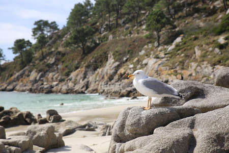 beautiful seagull on the rocks of an idyllic beach in north Spain, Islas CÃ­es