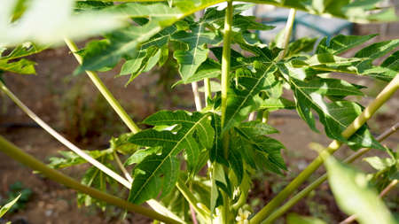 Beautiful papaya tree leaves with nice sunlight. Eco garden, organic agriculture and sustainable contextの写真素材