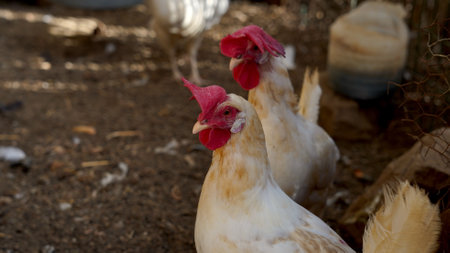 free-range hens and chickens. Eco and sustainable and organic production. Eco farm contextの写真素材