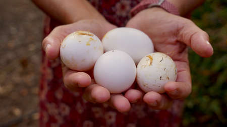 hands holding fresh, organic eggs in a vegetable garden.の写真素材