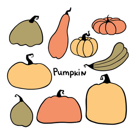 Different types of pumpkin and squash collection vector illustration. Halloween holiday conceptのイラスト素材