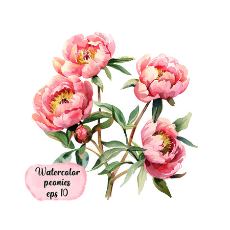 Peonies flowers and leaves isolated on white background. Watercolor hand drawn peony illustration for design. EPS 10のイラスト素材