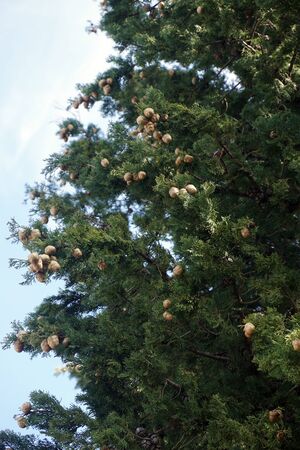 Cypress, pine green plant photo up close