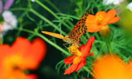 Macro photography of Butterfly sucking nectar from cosmos on Dark natural blurred background. Soft...