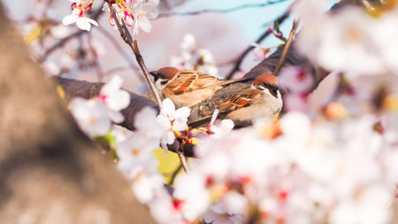 Two Sparrow birds surrounded by cherry blossomsの写真素材