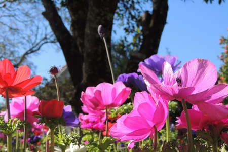 Flowers in a sunny day. Anemoneのeditorial素材