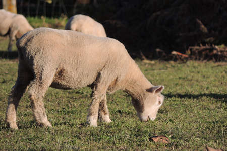 Sheeps eatingのeditorial素材