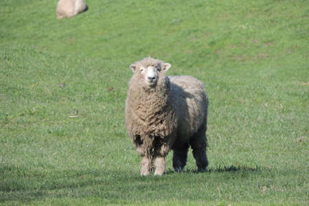 sheepのeditorial素材