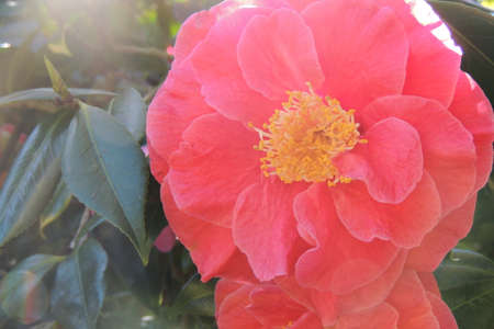 Camellias. Corall flowerのeditorial素材