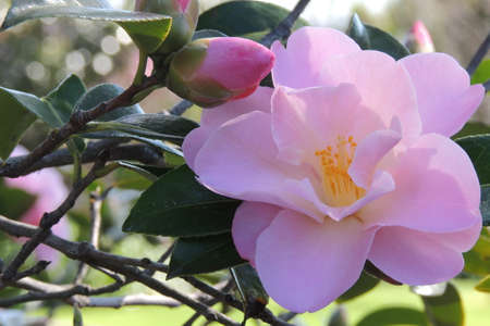 Pink flower. Camelliasのeditorial素材