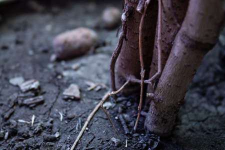 nature, plant, green, tree, tree, leaf, stone, forest, brown, texture, soil, rock, macro, leaves, wood, moss, life, garden, ground, growth, grassの写真素材