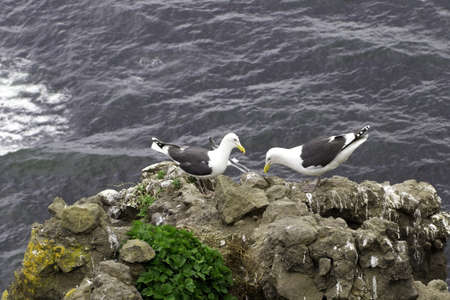 Two seagulls at a nest on an ocean coast 
