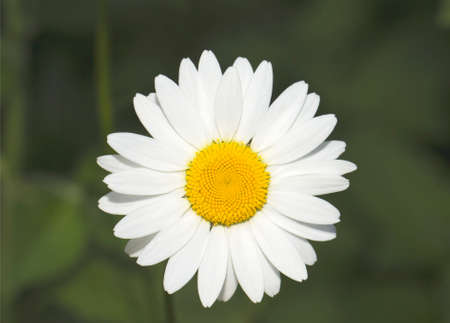 White fine camomile