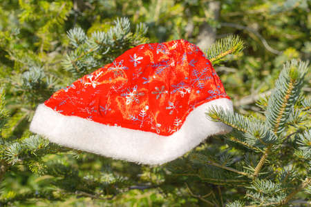 Cap of Santa Claus on a fur-treeの写真素材
