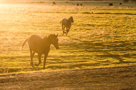 Horses on a decline of dayの写真素材