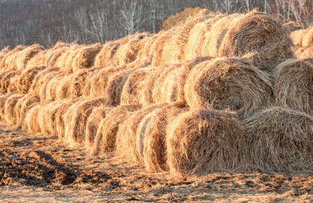 Hay on a farmの写真素材