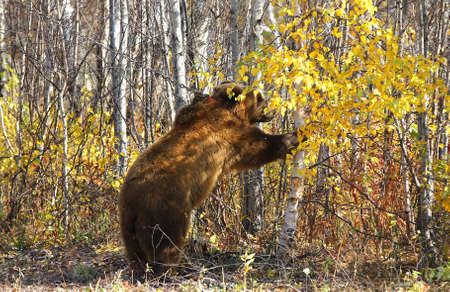 Kamchatka brown bear on a chainの写真素材