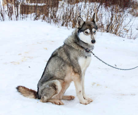 Huskies in nursery for dogs in the winterの写真素材