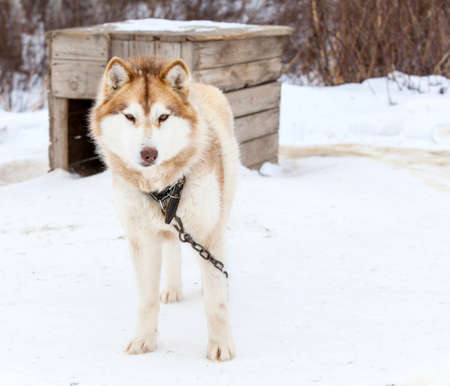 red Malamute  in nursery for dogs in winterの写真素材