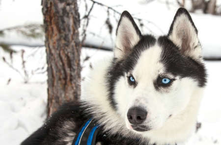 Huskies in nursery for dogs in the winterの写真素材