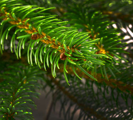 the needles on a branch Christmas tree close-up