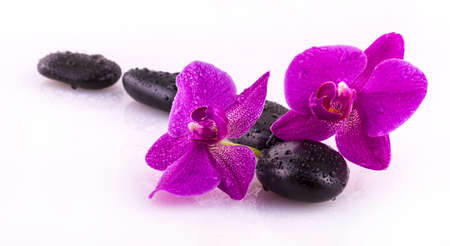 black stones and orchid flower with drops on white backgroundの写真素材
